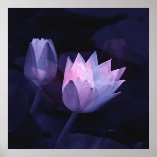 Die Liebe von Lilien.... Poster (Vorne)