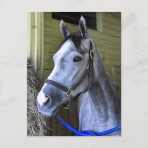 Die Liebe zum Backstretch in Belmont Postkarte