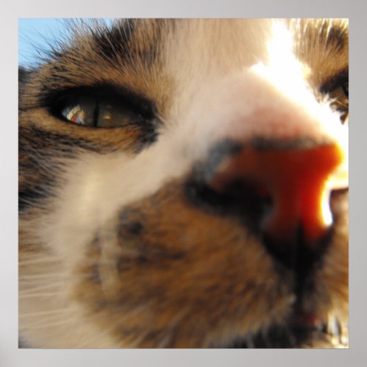 die liebste Katze der Welt Poster (Vorne)