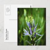 Die Lila Farbe Postkarte (Vorne/Hinten)