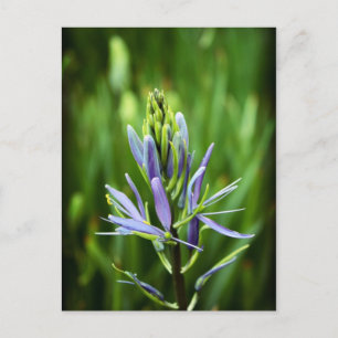 Die Lila Farbe Postkarte