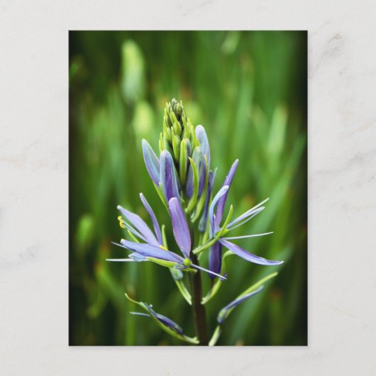 Die Lila Farbe Postkarte (Vorderseite)