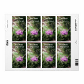 DIE lila, grüne Veilchen (Vorne)