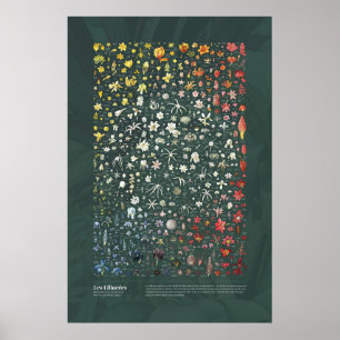 Die Liliacées von Redouté Poster