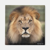 Die Löwen Magnet (Vorne)