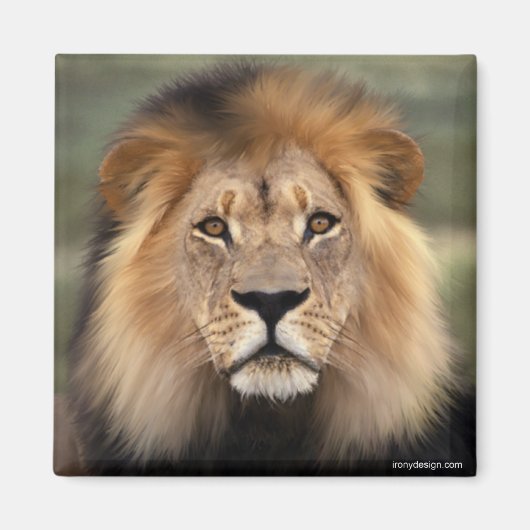 Die Löwen Magnet (Vorne)