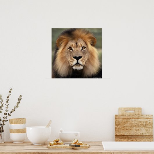 Die Löwen Poster (Küche)