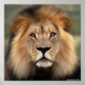 Die Löwen Poster (Vorne)