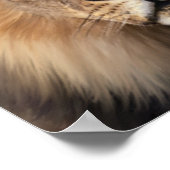 Die Löwen Poster (Ecke)