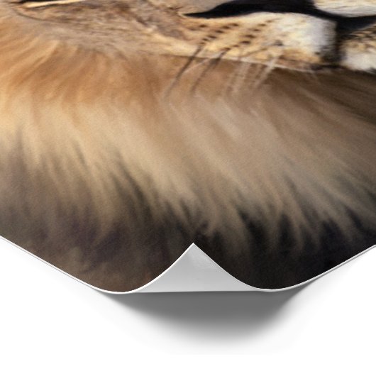 Die Löwen Poster (Ecke)