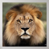 Die Löwen Poster (Vorne)