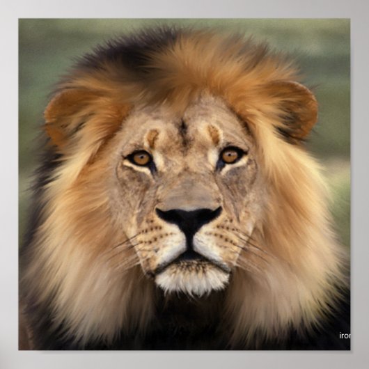 Die Löwen Poster (Vorne)