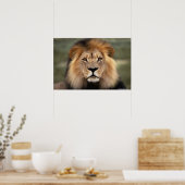 Die Löwen Poster (Küche)