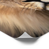 Die Löwen Poster (Ecke)