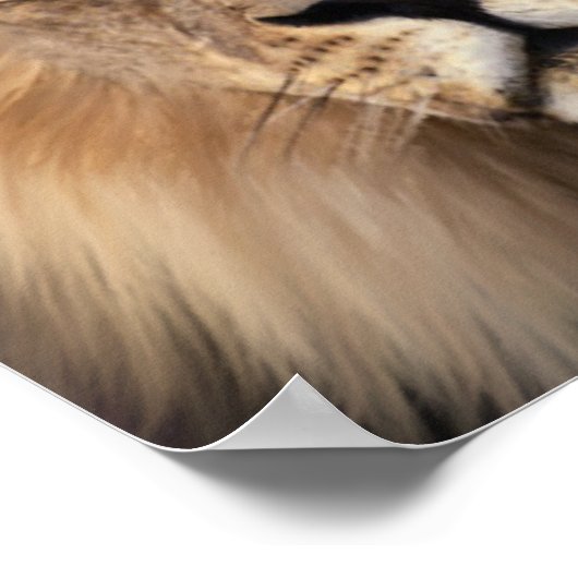 Die Löwen Poster (Ecke)