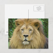 Die Löwen Postkarte (Vorne/Hinten)