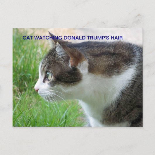 Die lustige Postkarte: Katze beobachtet Donald Tru Postkarte (Vorderseite)