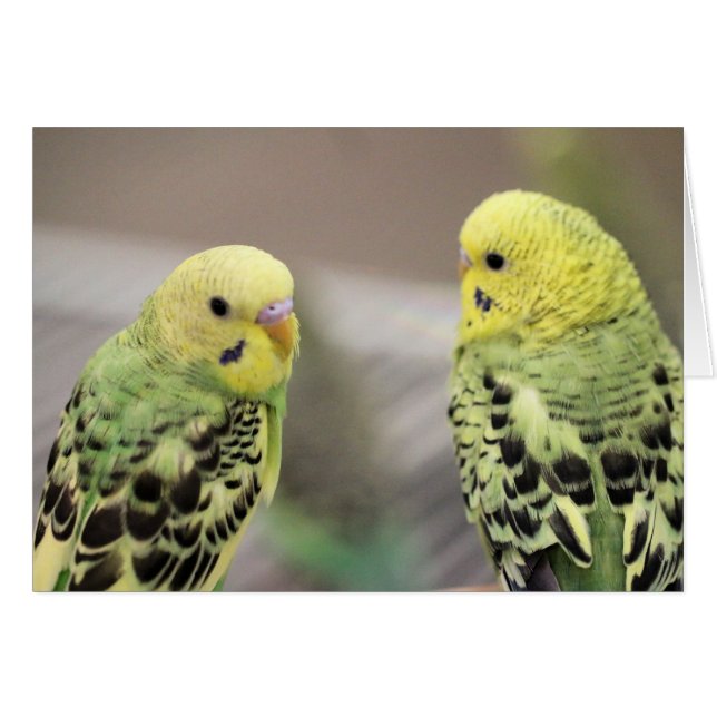 Die Mädchen (Vorderseite (Horizontal))