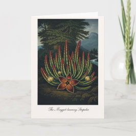 Die Maden-tragende Stapelia — Moderne botanische R Karte