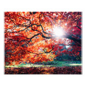 DIE MAGISCHEN FARBEN FOTODRUCK (Vorne)