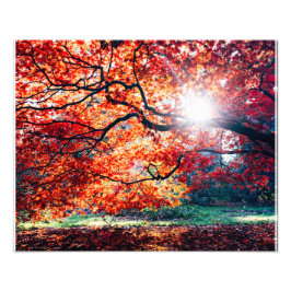 DIE MAGISCHEN FARBEN FOTODRUCK