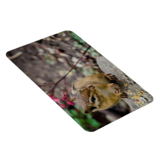 Die Mahlzeit des Chipmunks Magnet (Rechte Seite)