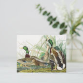 Die Mallard Duck Audubon Bird Malerei Postkarte (Stehend Vorderseite)
