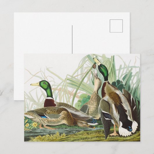 Die Mallard Duck Audubon Bird Malerei Postkarte (Vorne/Hinten)