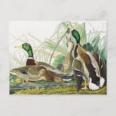 Die Mallard Duck Audubon Bird Malerei Postkarte (Vorderseite)