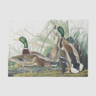 Die Mallard Duck Audubon Bird Malerei Seidenpapier