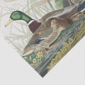 Die Mallard Duck Audubon Bird Malerei Seidenpapier (Ausschnitt)