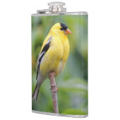 Die männliche amerikanische Goldfinch auf dem Bamb Flachmann (Links)