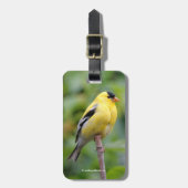 Die männliche amerikanische Goldfinch auf dem Bamb Gepäckanhänger (Vorderseite vertikal)