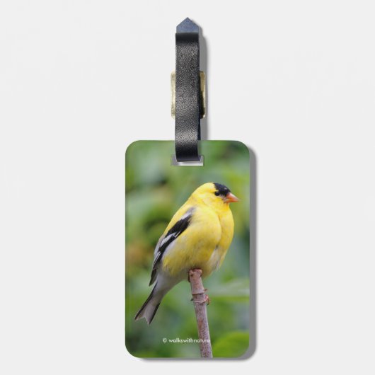 Die männliche amerikanische Goldfinch auf dem Bamb Gepäckanhänger (Rückseite vertikal)