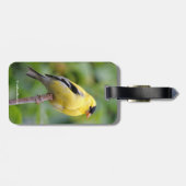 Die männliche amerikanische Goldfinch auf dem Bamb Gepäckanhänger (Rückseite horizontal)