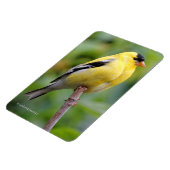 Die männliche amerikanische Goldfinch auf dem Bamb Magnet (Linke Seite)