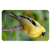 Die männliche amerikanische Goldfinch auf dem Bamb Magnet (Horizontal)