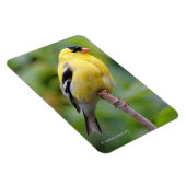 Die männliche amerikanische Goldfinch auf dem Bamb Magnet (Rechte Seite)