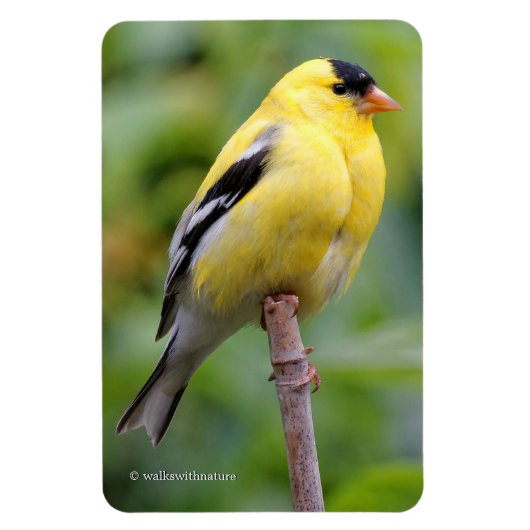 Die männliche amerikanische Goldfinch auf dem Bamb Magnet (Vertikal)