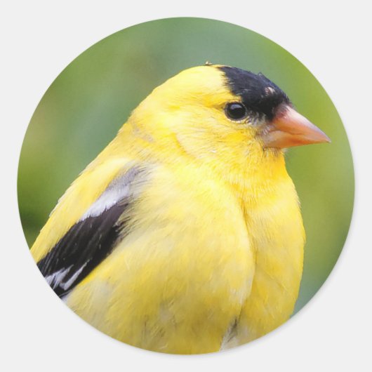 Die männliche amerikanische Goldfinch auf dem Bamb Runder Aufkleber (Vorderseite)