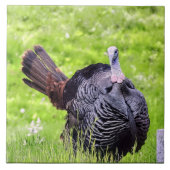 Die männliche Türkei ist Nah Fliese (Vorderseite)