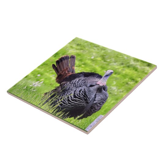 Die männliche Türkei ist Nah Fliese (Seite)