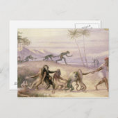 Die Mannschaften und die Gebräuche der Affen Postkarte (Vorne/Hinten)