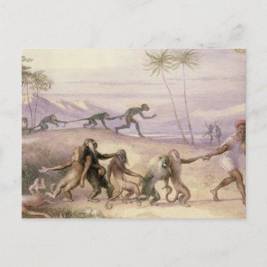 Die Mannschaften und die Gebräuche der Affen Postkarte (Vorderseite)