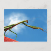 Die Mantis Postkarte (Vorderseite)