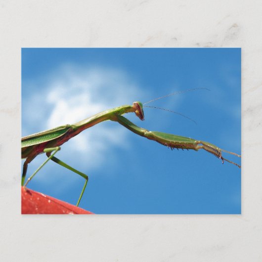 Die Mantis Postkarte (Vorderseite)