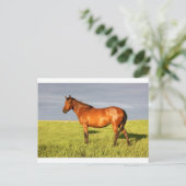 Die Mare Bay Postkarte (Stehend Vorderseite)