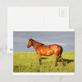 Die Mare Bay Postkarte (Vorne/Hinten)
