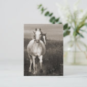 Die Mares in der Freiheit Postkarte (Stehend Vorderseite)