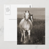 Die Mares in der Freiheit Postkarte (Vorne/Hinten)